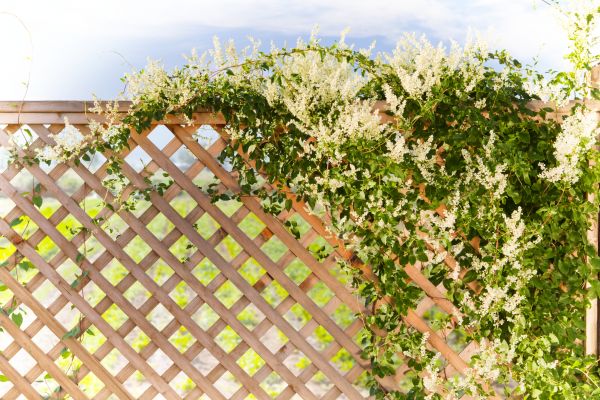 Lattice Repair in Modesto