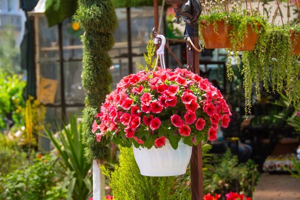 Hanging Planter Installation in Modesto