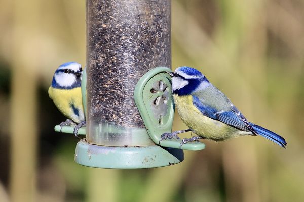Bird Feeder Mounting Service in Modesto