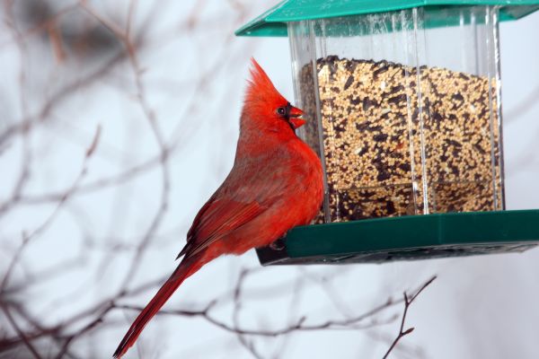 Bird Feeder Hanging in Modesto